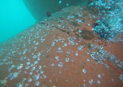 Ships Hull With Fouling and algae